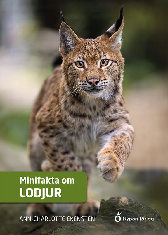 Minifakta om lodjur